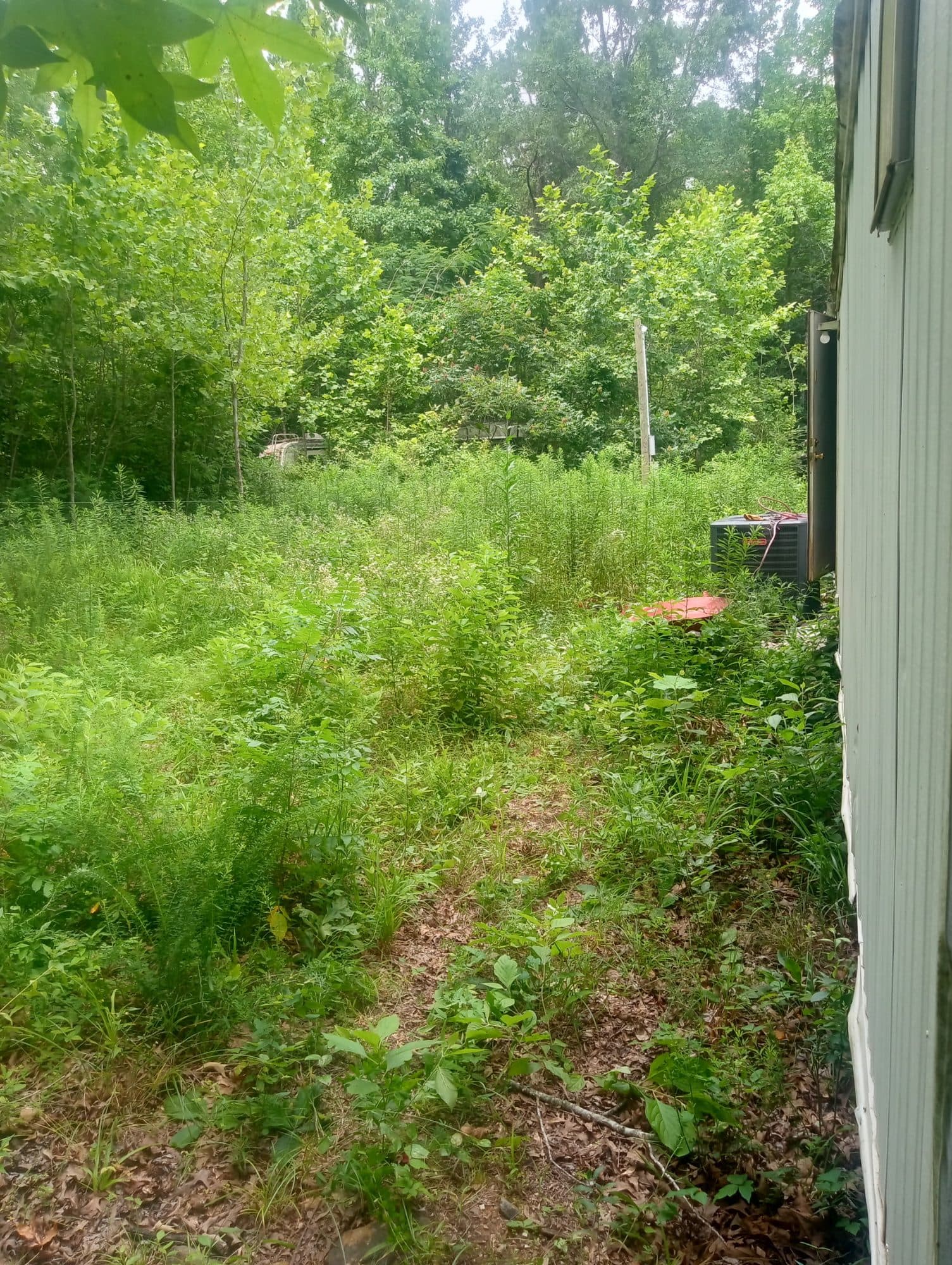 Overgrown property before cleanup near Mountain Pine Arkansas