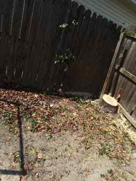 Fresh stump and cleaned yard area after tree work