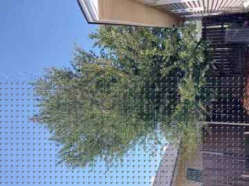 Tree before removal near a residential fence and home